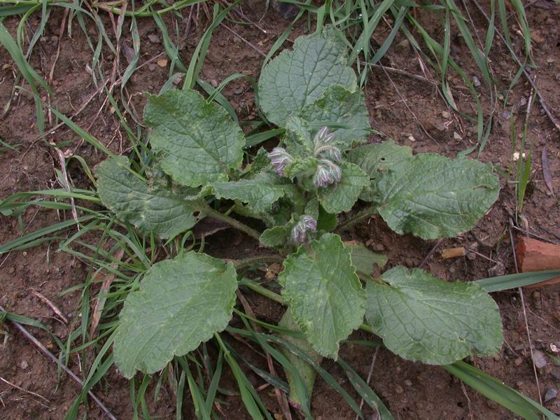 Borago officinalis / Borragine comune